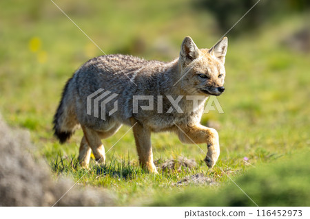South American gray fox runs over scrubland South American gray fox runs over scrubland 116452973