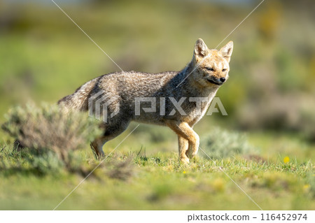 South American gray fox runs past bush 116452974