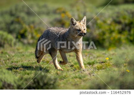 South American gray fox runs past bushes South American gray fox runs past bushes 116452976