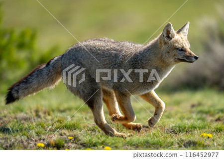 South American gray fox runs through field 116452977