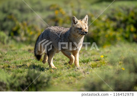 South American gray fox runs through scrubland 116452978