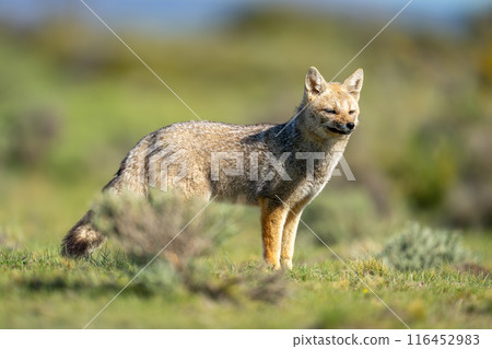 South American gray fox standing behind bush South American gray fox standing behind bush 116452983