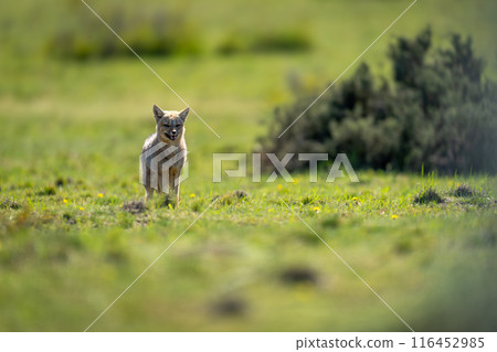 South American gray fox standing beside bush South American gray fox standing beside bush 116452985