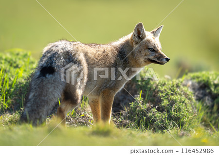 South American gray fox standing between bushes 116452986