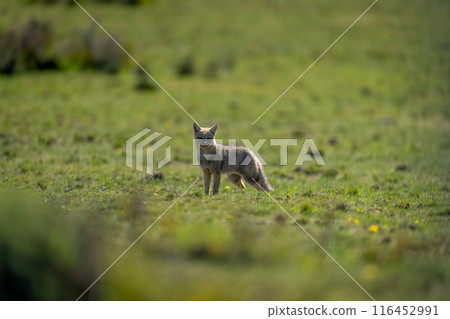 South American gray fox standing in sunshine South American gray fox standing in sunshine 116452991