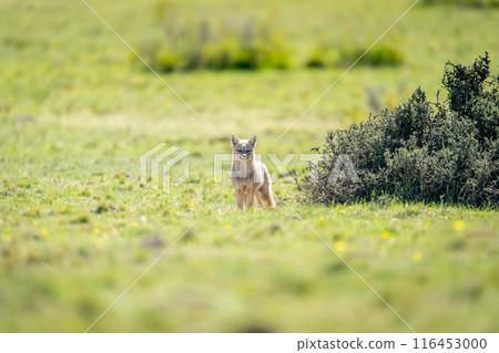 South American gray fox stands by bush 116453000