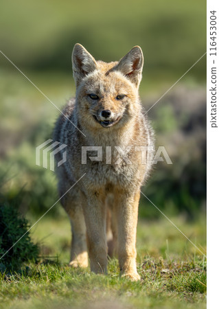 South American gray fox stands eyeing camera 116453004