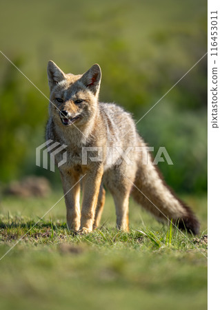 South American gray fox stands in grass 116453011