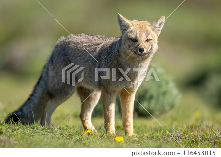 South American gray fox stands in sun South American gray fox stands in sun 116453015