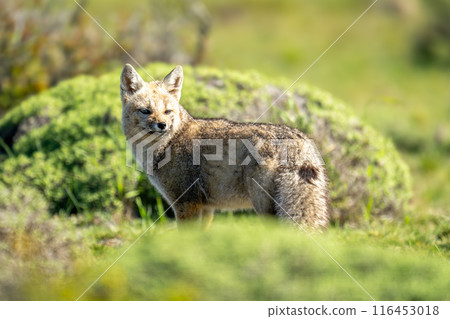 South American gray fox stands looking round 116453018