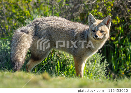 South American gray fox stands near bush South American gray fox stands near bush 116453020