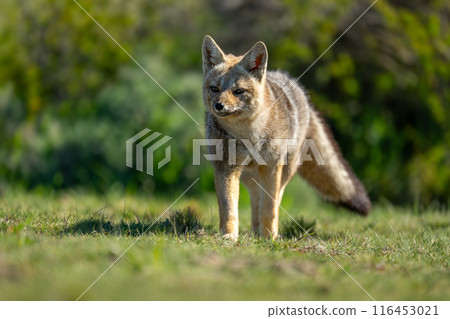 South American gray fox stands near bushes South American gray fox stands near bushes 116453021