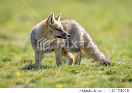 South American gray fox stands turning head 116453026