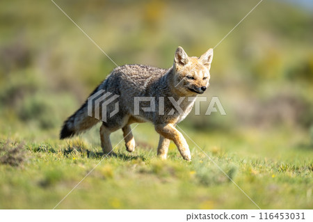 South American gray fox trots across field 116453031