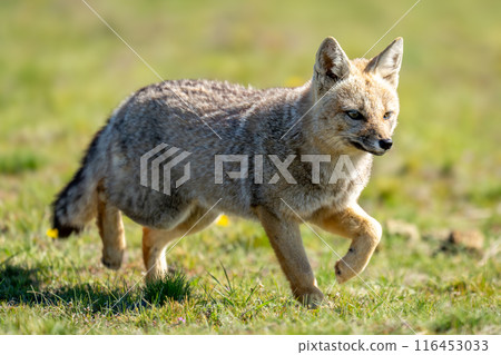 South American gray fox trots in grass South American gray fox trots in grass 116453033