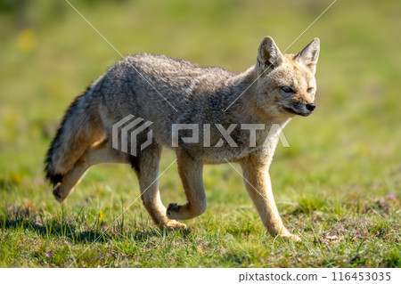 South American gray fox trots over grass 116453035