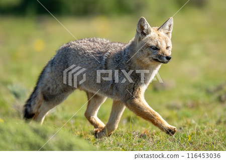 South American gray fox trots over scrubland 116453036