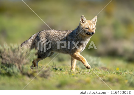 South American gray fox trots past bush South American gray fox trots past bush 116453038
