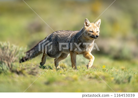 South American gray fox trots through field South American gray fox trots through field 116453039