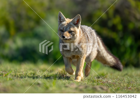 South American gray fox trots towards camera South American gray fox trots towards camera 116453042