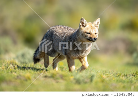 South American gray fox trotting across field South American gray fox trotting across field 116453043