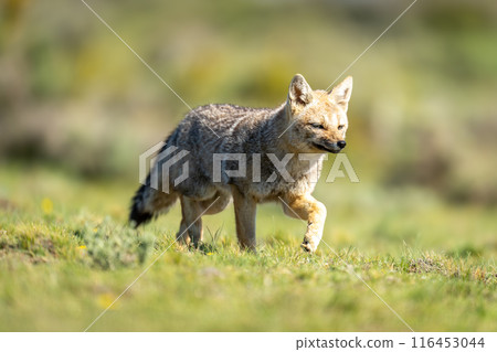South American gray fox trotting across plain South American gray fox trotting across plain 116453044