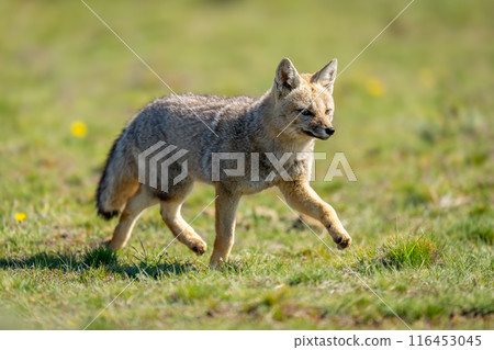 South American gray fox trotting in grass 116453045