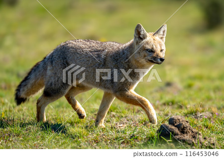 South American gray fox trotting over grass South American gray fox trotting over grass 116453046