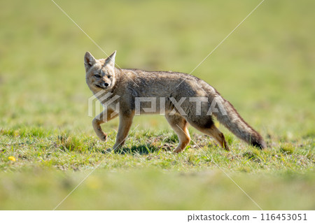 South American gray fox walks across plain South American gray fox walks across plain 116453051