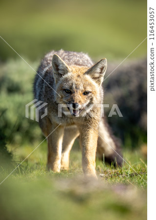 South American gray fox walks opening mouth South American gray fox walks opening mouth 116453057