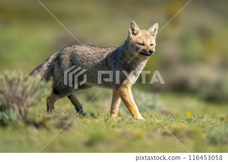 South American gray fox walks past bush 116453058