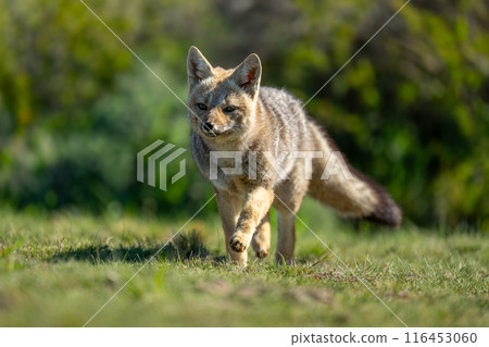 South American gray fox walks raising foot South American gray fox walks raising foot 116453060