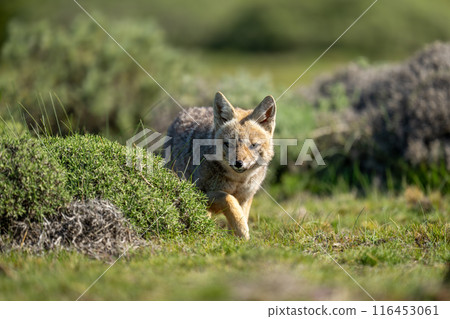 South American gray fox walks toward camera South American gray fox walks toward camera 116453061