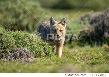 South American gray fox walks towards camera South American gray fox walks towards camera 116453062