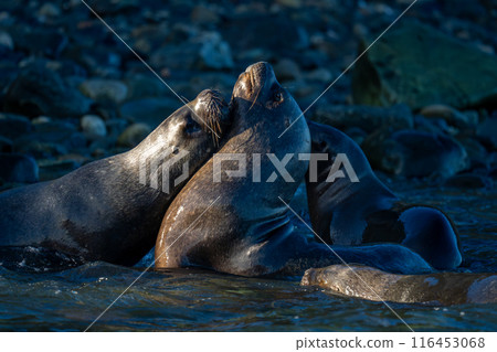 South American sea lions play in sea South American sea lions play in sea 116453068