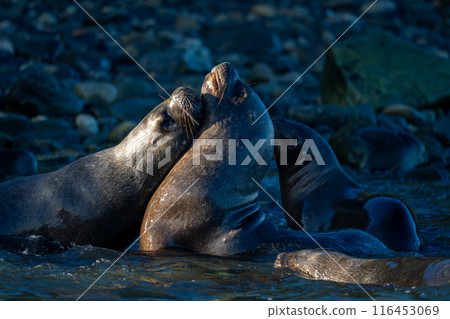 South American sea lions play in shallows 116453069