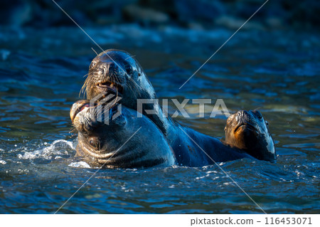 South American sea lions playing in ocean 116453071