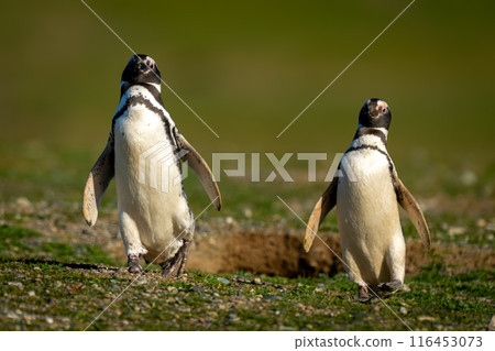 Two Magellanic penguins cross grass toward camera 116453073