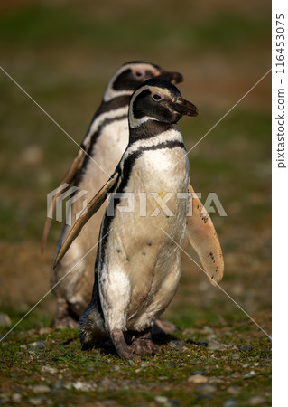 Two Magellanic penguins cross grassy slope together Two Magellanic penguins cross grassy slope together 116453075