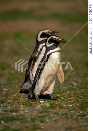 Two Magellanic penguins crossing grassy slope together Two Magellanic penguins crossing grassy slope together 116453076