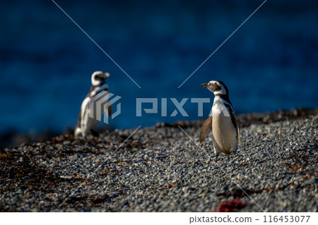 Two Magellanic penguins on shingle in sunshine 116453077