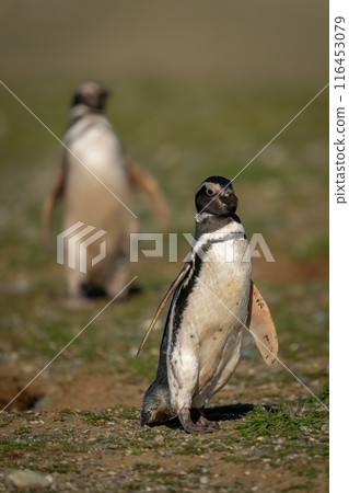 Two Magellanic penguins waddle down grassy slope Two Magellanic penguins waddle down grassy slope 116453079