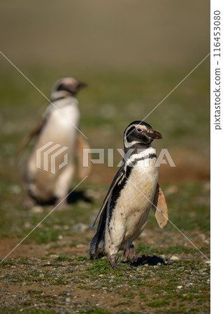 Two Magellanic penguins waddling down grassy slope Two Magellanic penguins waddling down grassy slope 116453080