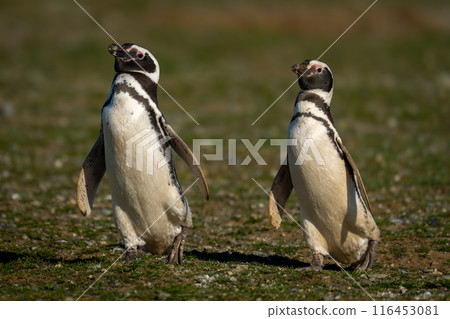 Two Magellanic penguins with catchlights cross grass 116453081