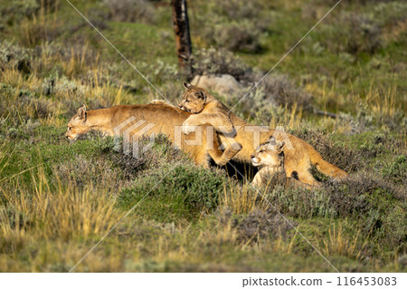 Two puma cubs play fight near another Two puma cubs play fight near another 116453083