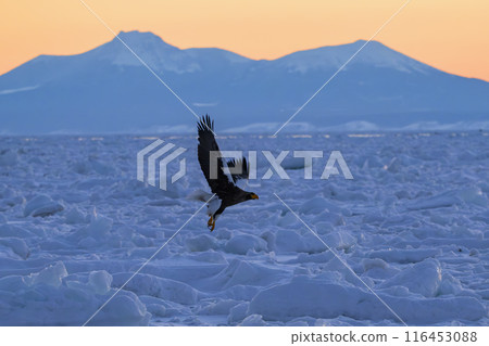 A Steller's sea eagle takes off with Kunashiri Island in the background A Steller's sea eagle takes off with Kunashiri Island in the background 116453088