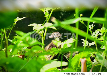Baby duck hiding 116453910