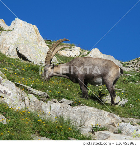 Grazing male alpine ibex with big horns Grazing male alpine ibex with big horns 116453965