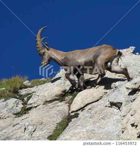 Alpine ibex walking on a rock Alpine ibex walking on a rock 116453972