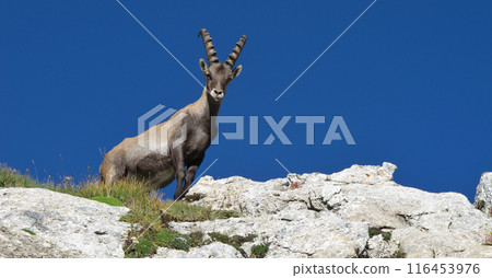 Young male alpine ibex looking down 116453976